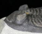 Hollardops Trilobite Pair - Mount Issoumour #17843-5